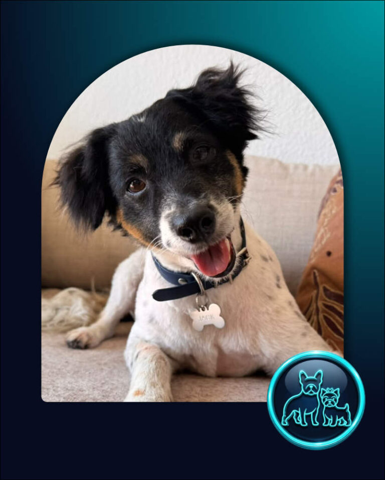Adopt Maltese Cross Terrier Jack | SDA2657 | Cape Town, WC 9 Maltese Cross Terrier Jack
