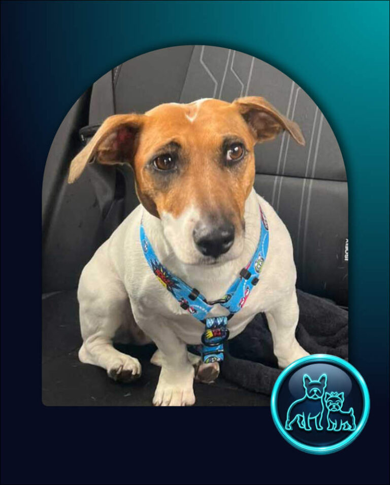 Adopt Jack Russell Roo